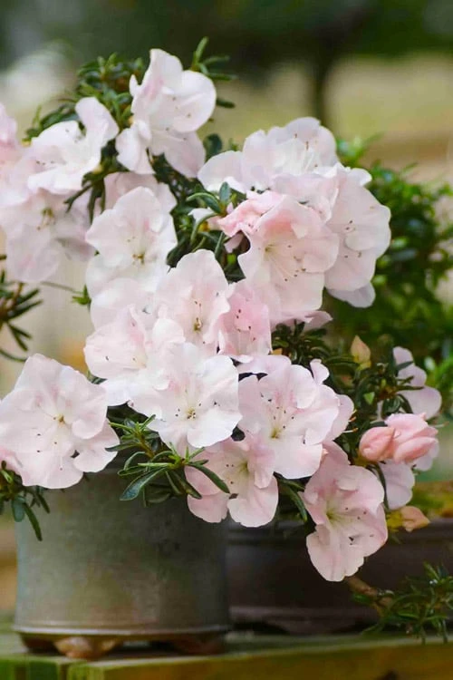 Tsuki No Shimo Satsuki Azalea - 1 Gallon Pot - Image 8