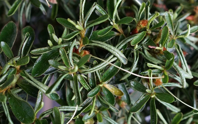 Tsuki No Shimo Satsuki Azalea - 3 Gallon Pot - Image 5