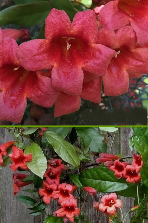 Shalimar Red Crossvine - Bignonia Capreolata - 1 Gallon Pot - Image 6