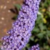 Nanho Blue Butterfly Bush - Buddleia - 3 Gallon Pot