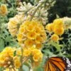 Honeycomb Yellow Butterfly Bush - 3 Gallon Pot
