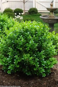 Little Missy Dwarf Boxwood - 3 Gallon Pot