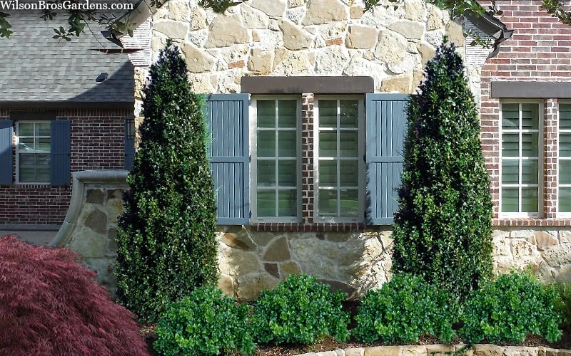 Arctic Emerald Columnar Boxwood - 1 Gallon Pot - Image 4