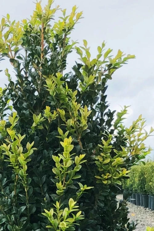 Arctic Emerald Columnar Boxwood - 1 Gallon Pot - Image 6