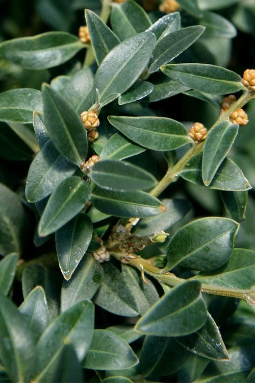 Arctic Emerald Columnar Boxwood - 1 Gallon Pot - Image 7