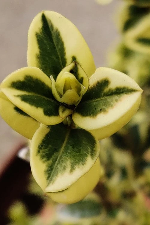 Variegated Boxwood 2-Ball Poodle Tier Topiary - 5 Gallon Pot - Image 4