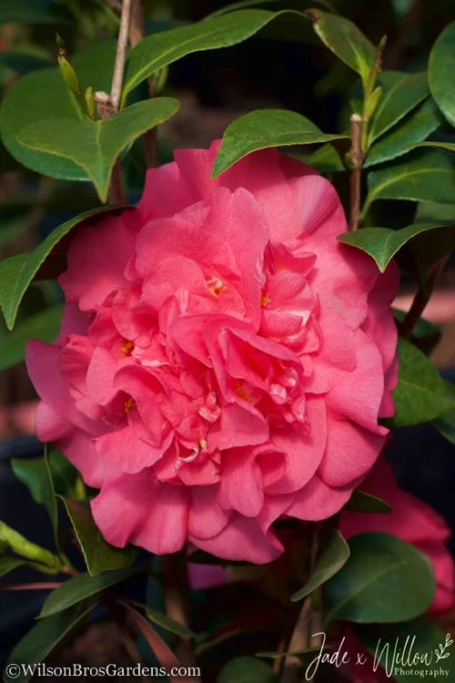 Ack-Scent Fragrant Pink Camellia Japonica - 1 Gallon Pot - Image 4