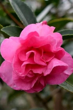 Brandy's Temper Camellia Sasanqua - 3 Gallon Pot