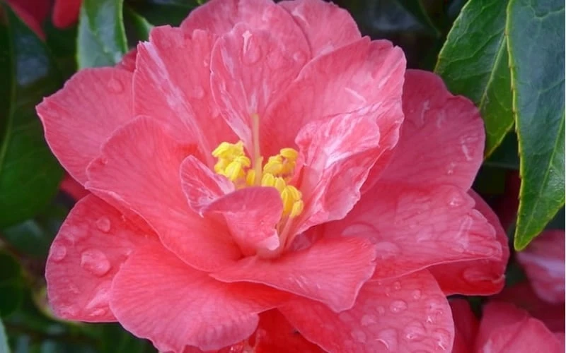 Coral Delight Camellia Hybrid - 3 Gallon Pot - Image 6