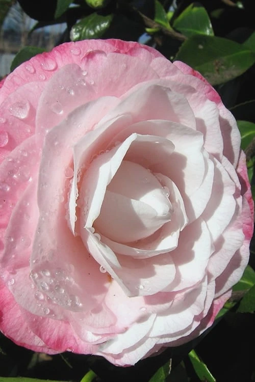 Desire Camellia Japonica - 3 Gallon Pot - Image 5