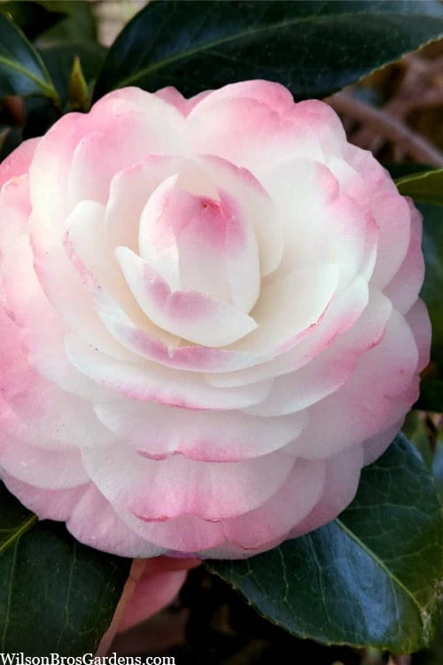 Guest Star Camellia Japonica - 1 Gallon Pot