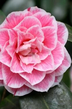 Brilliant Gem Fragrant Camellia Japonica 'Herme' - 1 Gallon Pot