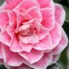 Brilliant Gem Fragrant Camellia Japonica - Herme - 3 Gallon Pot