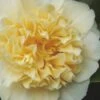 Jury's Yellow Camellia - 1 Gallon Pot