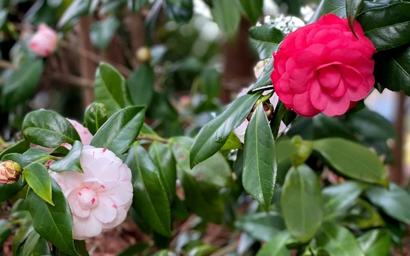 LA Peppermint Camellia Japonica - 3 Gallon Pot - Image 5