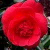 Rosehill Red Camellia - 3 Gallon Pot
