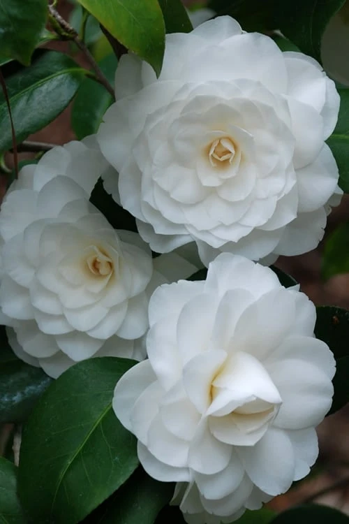 White By The Gate Camellia Japonica - 7 Gallon Pot - Image 4