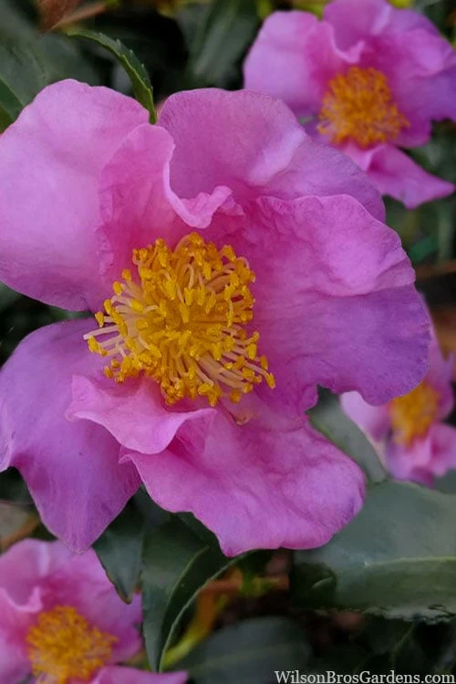 Winter's Star Cold Hardy Camellia - 3 Gallon Pot (SALE) - Image 4