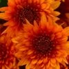 Blazing Orange Garden Mum (Chrysanthemum) - 8" Pot