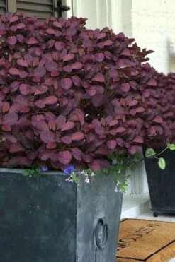 Velveteeny Purple Smoke Bush (Cotinus Coggygria) - 3 Gallon Pot