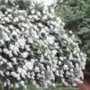Acoma Weeping White Crape Myrtle - 1 Gallon Pot
