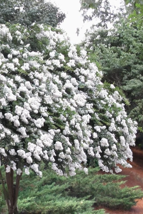 Acoma Weeping White Crape Myrtle - 6 Pack Of 1 Gallon Pots