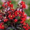 Center Stage Red Black Leaf Crape Myrtle - 3 Gallon Pot