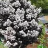 Lunar Magic Crape Myrtle Tree (Multi Trunk) - 3 Gallon Pot