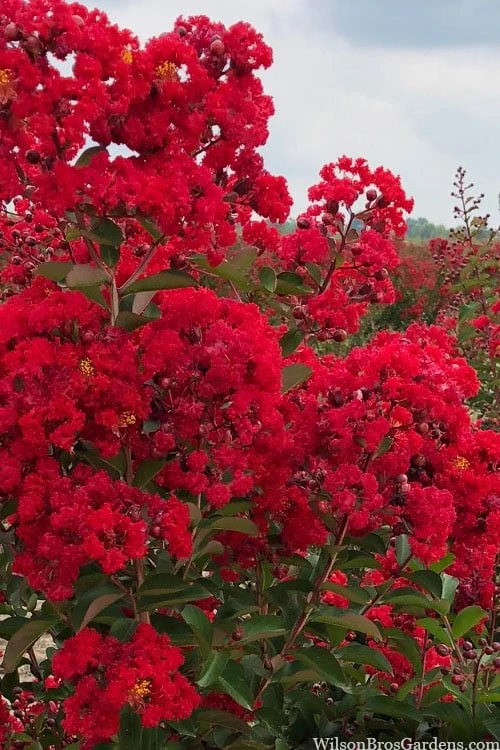 Miss Frances Red Crape Myrtle (Single Trunk Topiary Tree) - 7 Gallon Pot (5-6') - Image 4