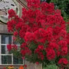 Miss Frances Red Crape Myrtle - 7 Gallon Pot (4-5')