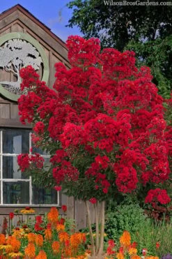 Miss Frances Red Crape Myrtle - 7 Gallon Pot (4-5')