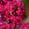 Princess Kylie Dwarf Crape Myrtle - 3 Gallon Pot