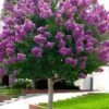 Twilight Purple Crape Myrtle (Single Trunk Tree) - 3 Gallon Pot