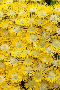 Banana Blast Yellow Ice Plant (Delosperma) - 10 Pack Of Pint Pots