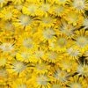 Banana Blast Yellow Ice Plant (Delosperma) - 5 Pack Of Pint Pots