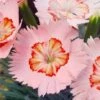 Georgia Peach Pie Dianthus - 1 Gallon Pot