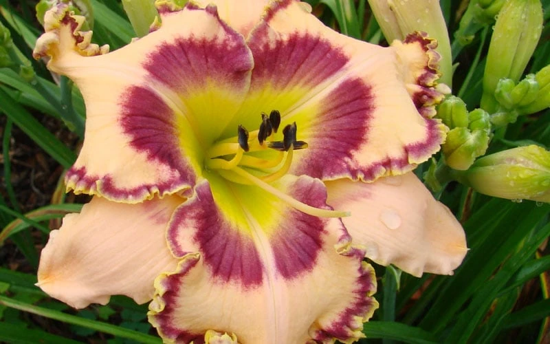 King Of Ages Daylily (Reblooming) - 1 Gallon Pot - Image 4