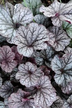 Northern Exposure Silver Heuchera - 1 Gallon Pot