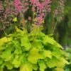 Pretty Pistachio Heuchera (Coral Bells) - 1 Gallon Pot