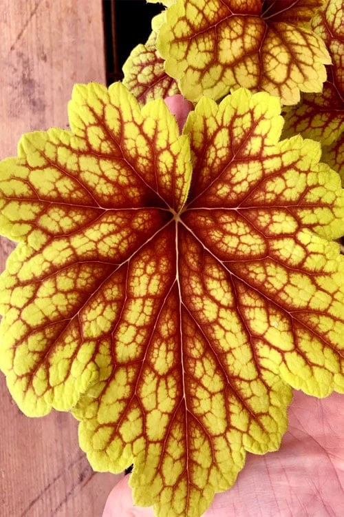 Red Lightning Heuchera - 5 Pack Quart Pots - Image 4