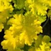 Twist Of Lime Heuchera (Coral Bells ) - 1 Gallon Pot