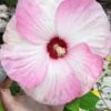 Luna Pink Swirl Hardy Hibiscus - 3 Gallon Pot