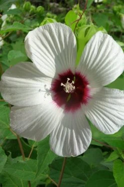 Rose Mallow Hardy Hibiscus (Hibiscus Moscheutos) - 2.5 Quart Pot