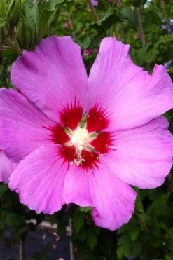 Violet Satin Rose Of Sharon (Hibiscus / Althea) - 3 Gallon Pot
