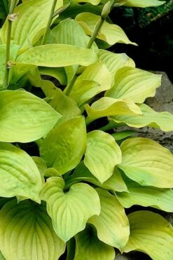 August Moon Hosta Lily - 1 Gallon Pot