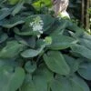 Humpback Whale Giant Hosta Lily - 1 Gallon Pot