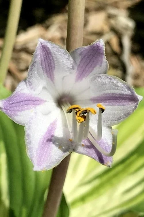 Lakeside Paisley Print Hosta Lily - 1 Gallon Pot - Image 4