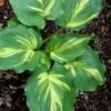 Lakeside Paisley Print Hosta Lily - 1 Gallon Pot