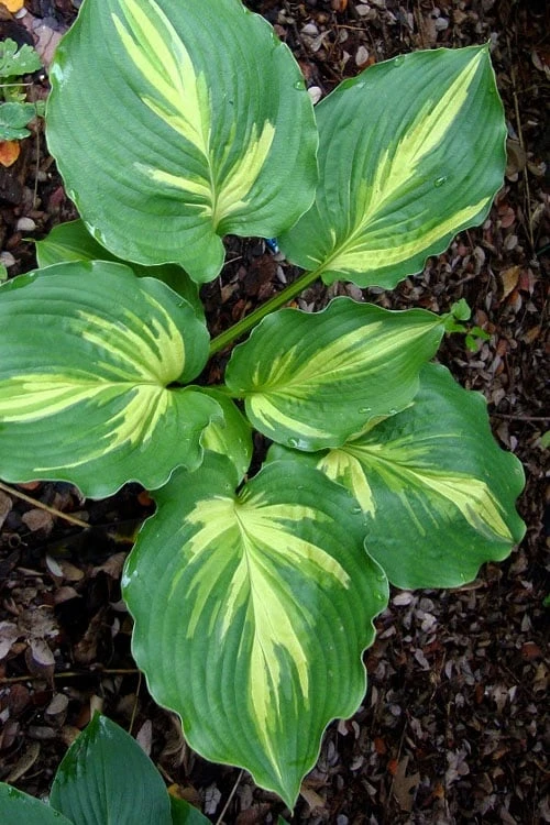 Lakeside Paisley Print Hosta Lily - 1 Gallon Pot