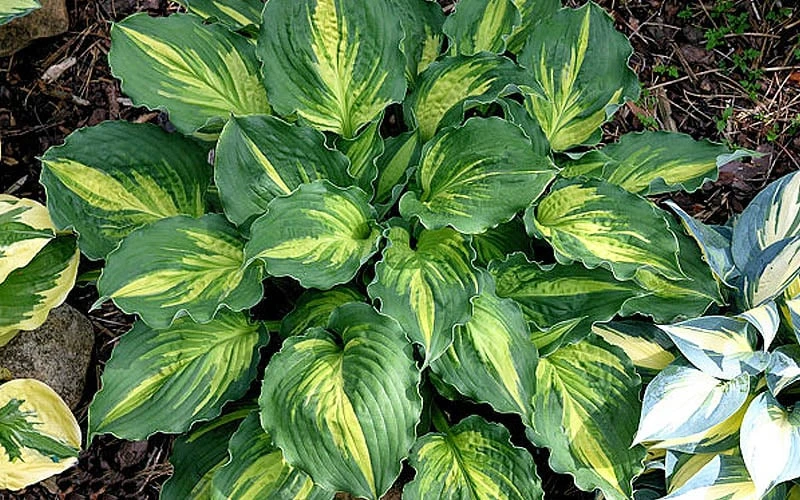 Lakeside Paisley Print Hosta Lily - 1 Gallon Pot - Image 5